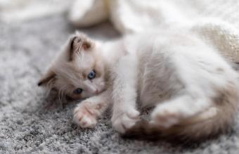 Gatito Ragdoll