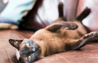Gato birmano descansando sobre un sofá