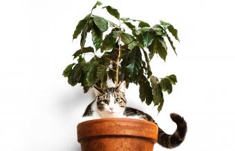 gato escondido en una maceta
