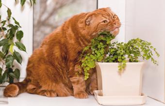 gato masticando helecho