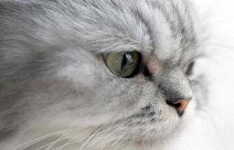 Primer plano del gato persa plateado