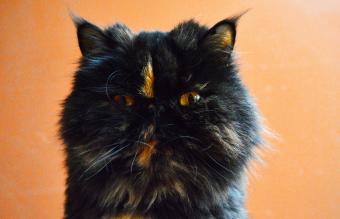 Parti-color naranja y negro gato persa