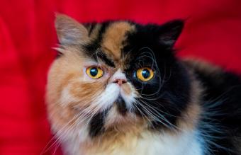 Gato persa de Calico