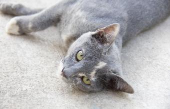 Gato tailandés color roan