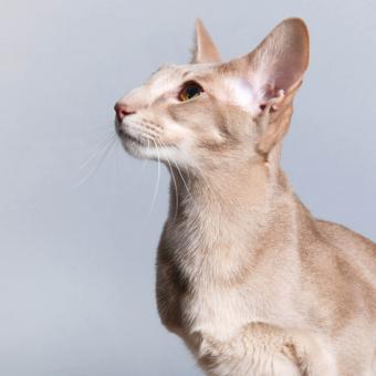 Retrato de un gato siamés sentado de lavanda
