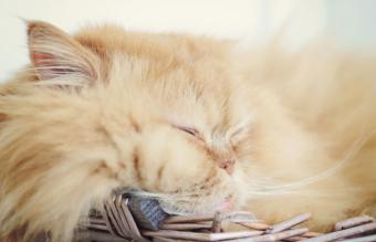 Dormir una siesta de gato de color crema