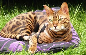 Gato de Bengala descansando sobre la hierba
