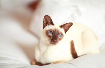 Gato Siamés