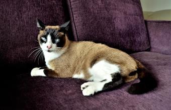 Raquetas de nieve gato siamés en el sofá