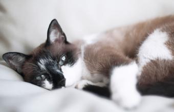 gato europeo mixto siamés