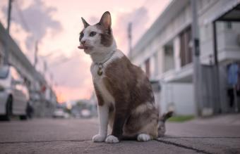 Gato siamés doméstico