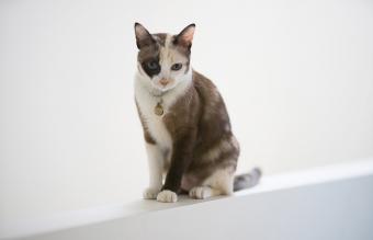 lindo gato siamés