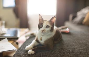 pequeño gato siamés