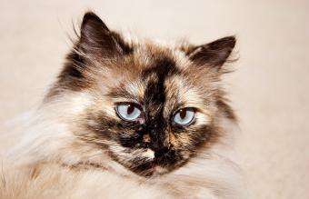 Gato de Punto Tortie