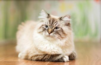 Gato himalaya de punto lince