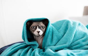 gato esfinge envuelto en una manta