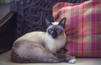 Gato siamés descansando sobre un sofá
