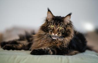 Gato Maine coon
