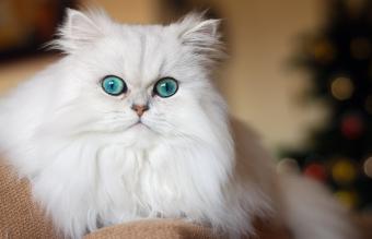 Gato persa