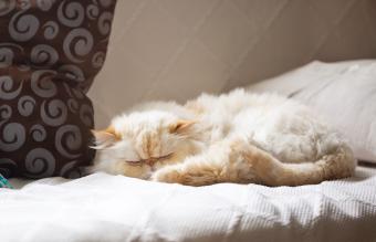 Gato Himalaya durmiendo en el sofá
