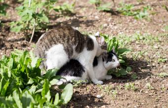 Comportamiento sexual felino