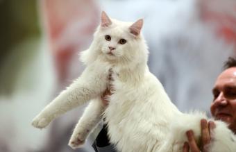 Gato Ragamuffin Blanco