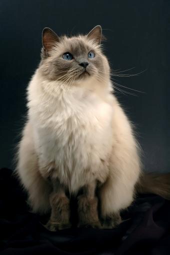 gato ragdoll de punto azul doméstico