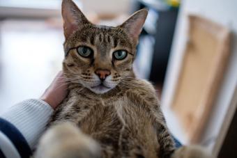 Retrato de gato de Savannah
