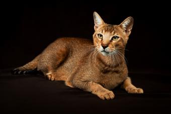 Chausie, gato abisinio