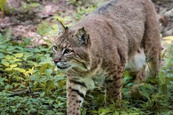 Bobcat caminando