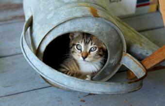 Gato dentro de lata