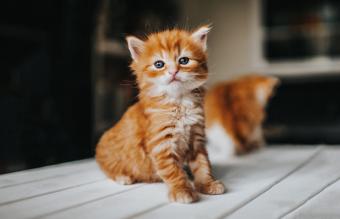 gatito en un ambiente doméstico