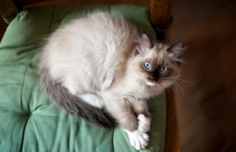 Gato Ragdoll