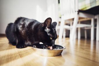 Gato negro comiendo de su plato