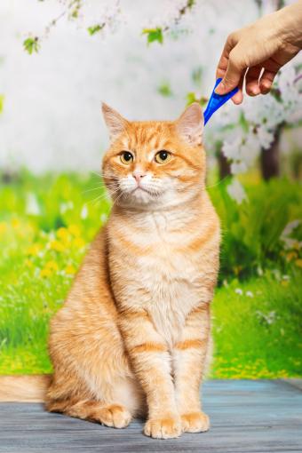 Gotas anti-pulgas para gato