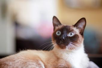 Gato Siamés sentado y relajado en casa