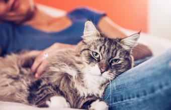 Mujer y su gato siberiano relajándose en el sofá