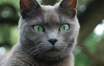 Gato Azul Ruso