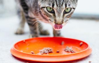 Gatos comiendo en latas