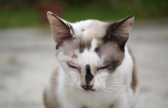 Primer plano de un gato con heridas