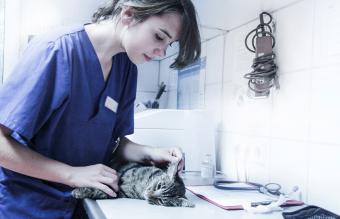 veterinaria diagnóstica un gato enfermo