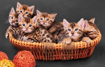 Gatitos Bengala en una cesta