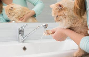 Mujer lavando la pata del gato