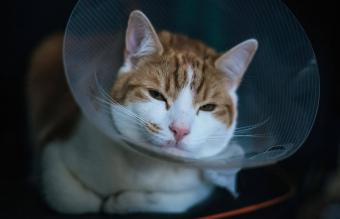 Gato con collar isabelino