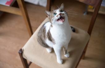 Gato maullando en la silla