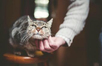 Mano de hombre acariciando gato tabby