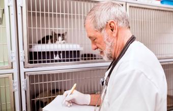 veterinario rellenando documentos