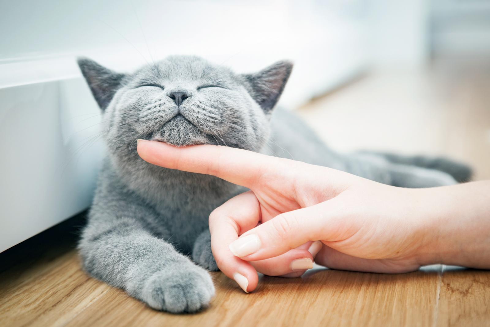 Gato feliz