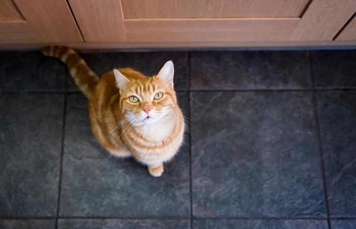Gato con dificultades para respirar