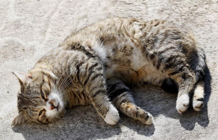 Gato reposando en el suelo